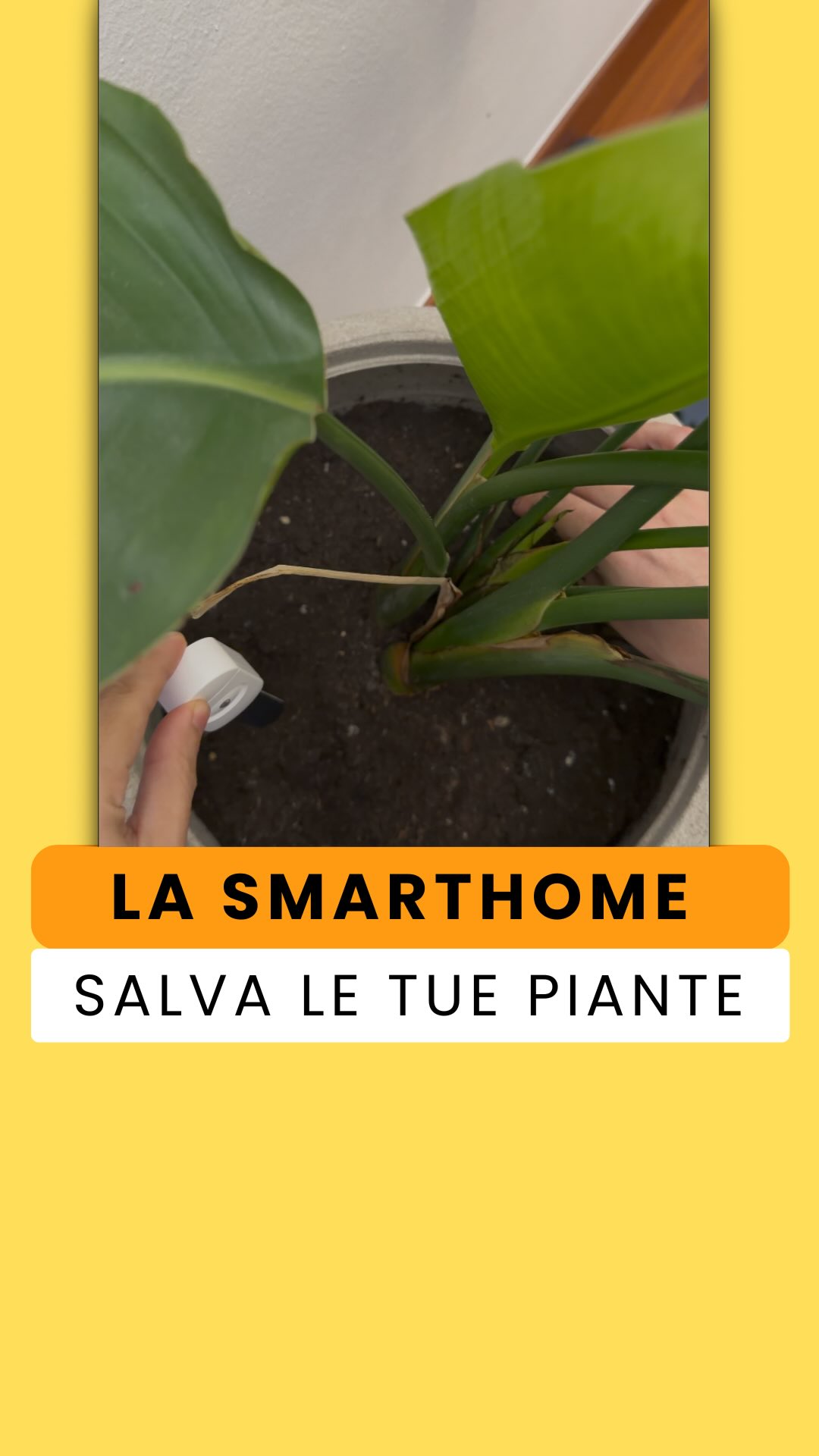 Il mio pollice nero sta lentamente diventando verde 🌿