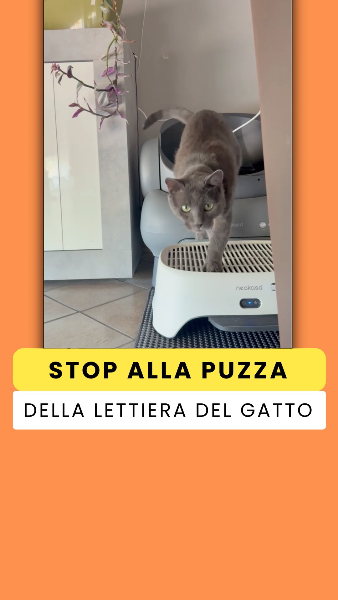 Scalino per la lettiera e purificatore d’aria in un solo dispositivo, il primo al mondo a farlo.
