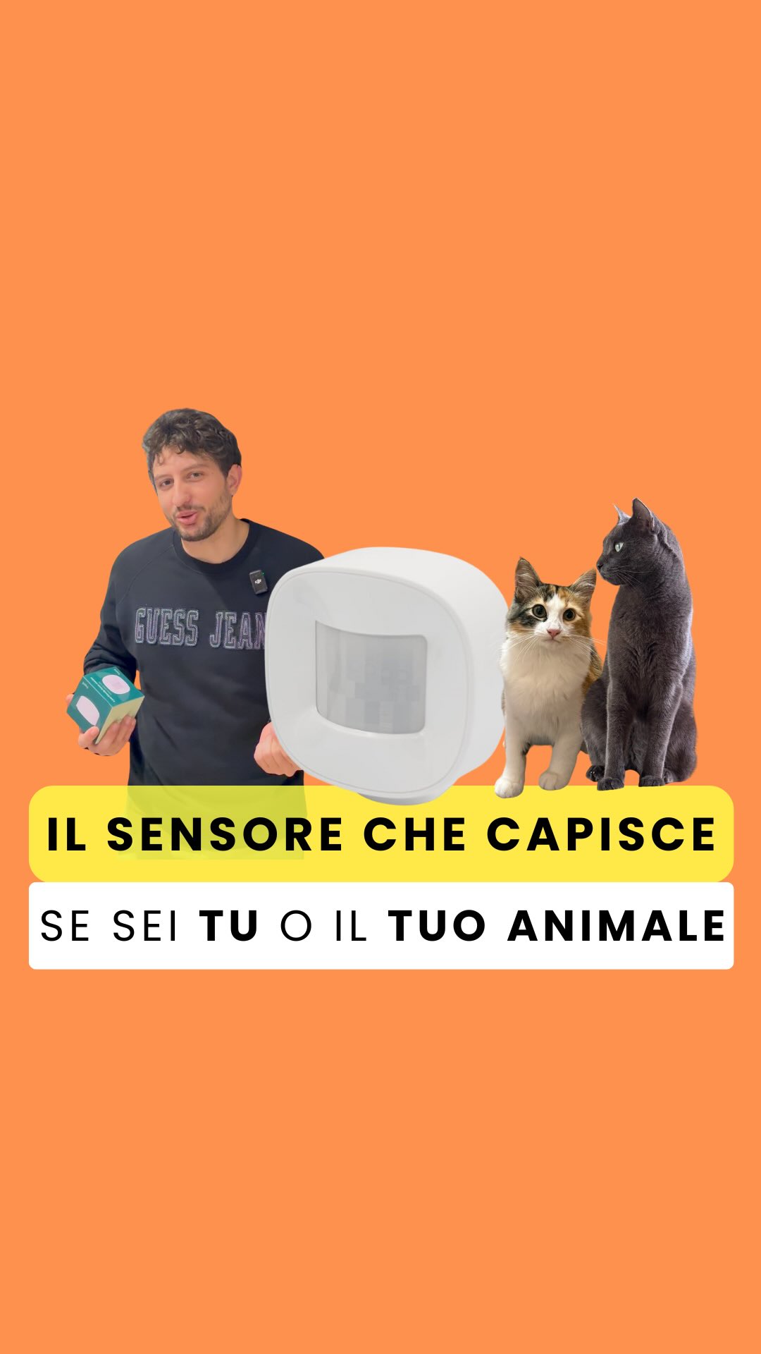 I tuoi gatti ti accendono le luci passando davanti ai sensori? 🐾💡