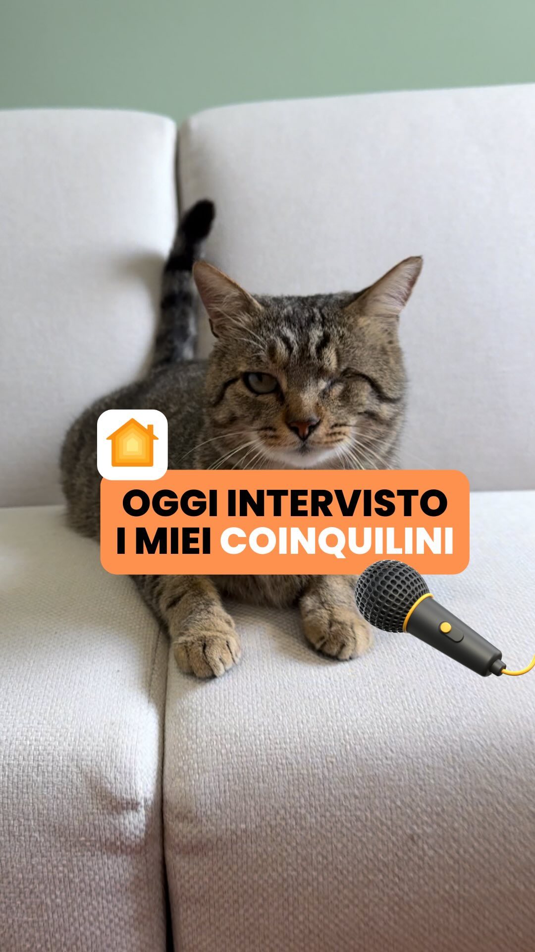 ….con un intervistatore speciale 🐈😸